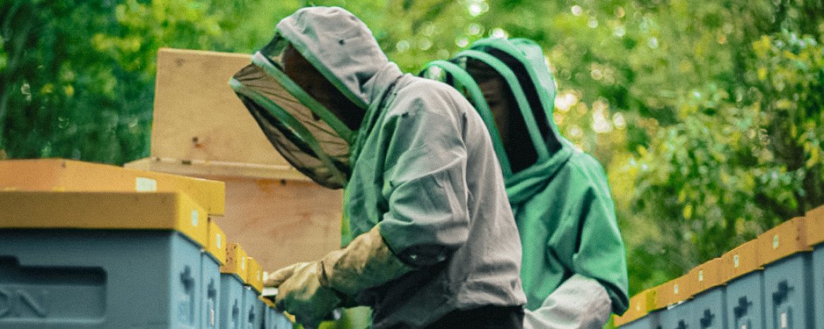 Кочові вулики у лісі Полісся.