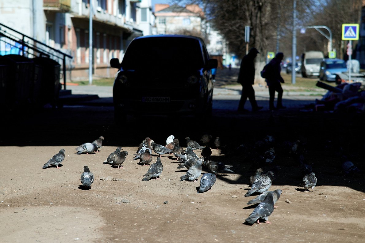 Голуби гніздуються, наприклад, під мостами. Або іншими затишними міськими сховками. 