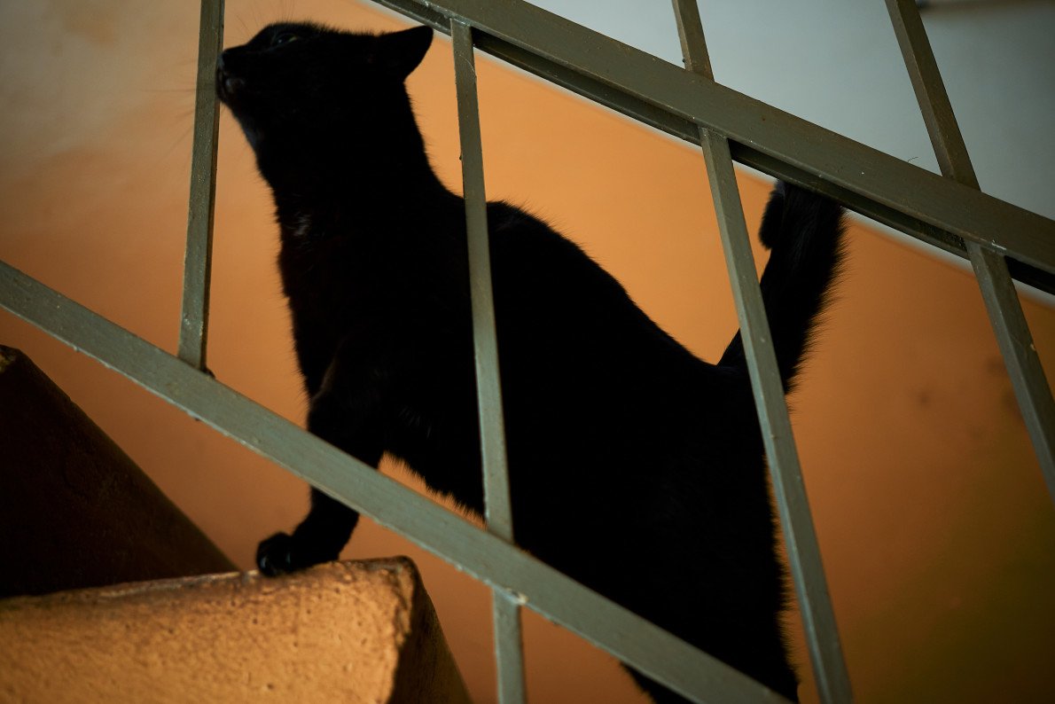 Багіра, про яку дбають орендарі будинку. Багіра, про яку дбають орендарі будинку.