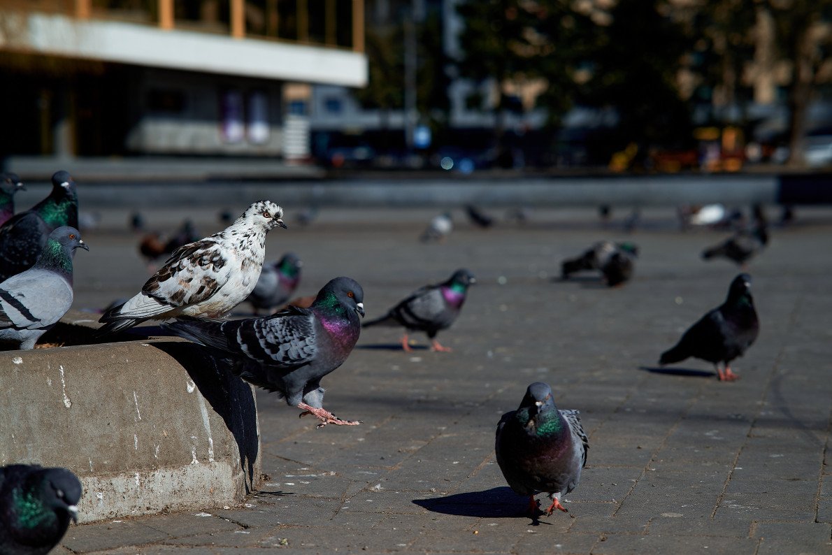 Чистити фонтан після посліду — робота не з простих. 