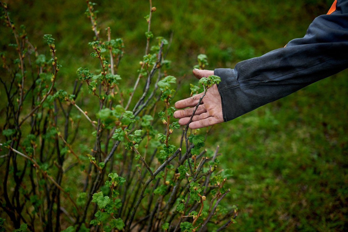 Кущ смородини, який помирав у відходах, ожив на станції «Чистий Луцьк» й щороку родить ягодами. Кущ смородини, який помирав у відходах, ожив на станції «Чистий Луцьк» й щороку родить ягодами.