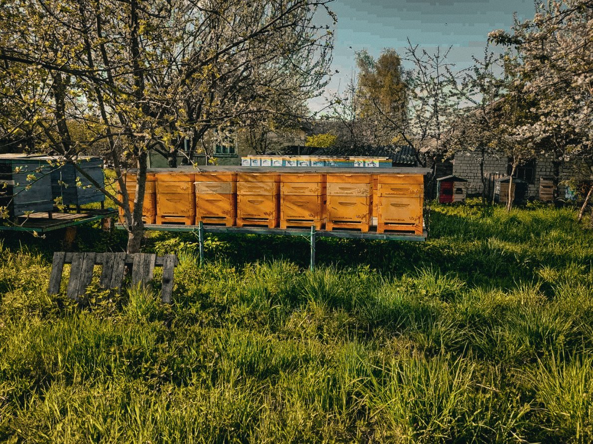 Аби давати гарний та різноманітний мед, бджолам треба робити турне Поліссям. 