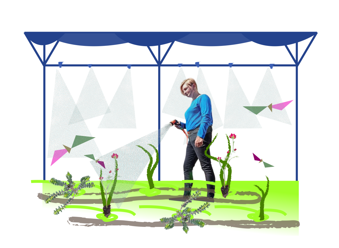 Дрібні рослини особливо чутливі до надмірного сонця. Дрібні рослини особливо чутливі до надмірного сонця.