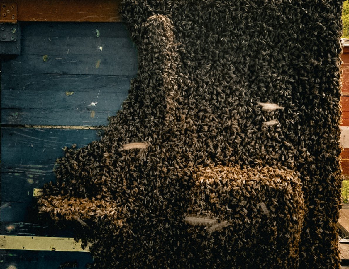 Микола працює з породою карніка — спокійними і врівноваженими бджолами. 