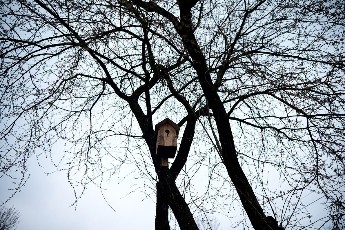 У викинутій шпаківні оселилися синиці. У викинутій шпаківні оселилися синиці.