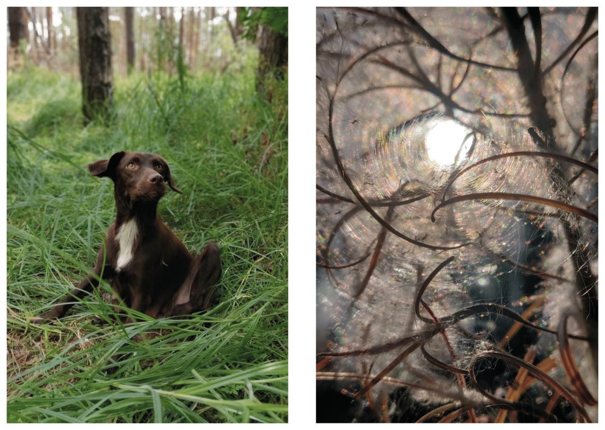 Та сама Шоколадка.