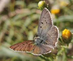 Коричневий метелик