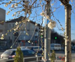 квіти сакури в осінньому місті