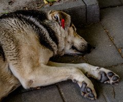 Собака з кліпсою на вусі.