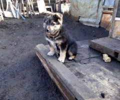 Сабаченя на ланцюгу