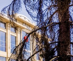 Всохла ялинка на фоні неба та ЦУМу