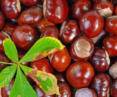 Каштани. Ілюстративне зображення