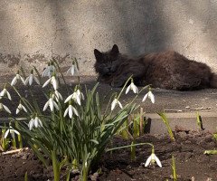 кіт на сонці