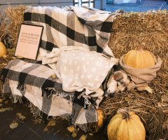 інсталяція тварини турбота