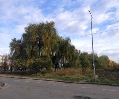 вулиця школа дерева пустир