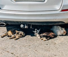 коти спять