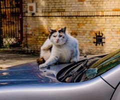 кіт тварина сказ
