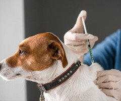 Собаці роблять укол