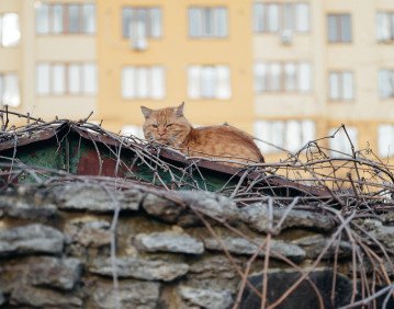 Тихий центр. Від театру ляльок до Набережної —  ні душі.