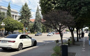 Клени в центрі міста.