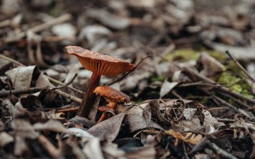 гриби в лісі