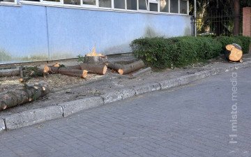 спорткомплекс ялинки зрізання