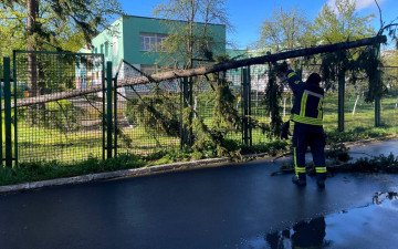 дерева стихія наслідки