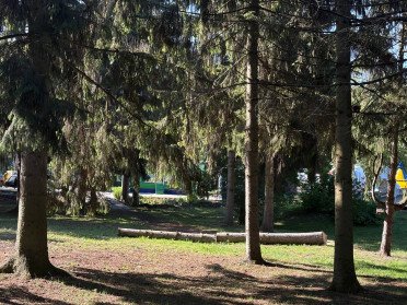 У Центральному парку зріжуть близько 20 дерев