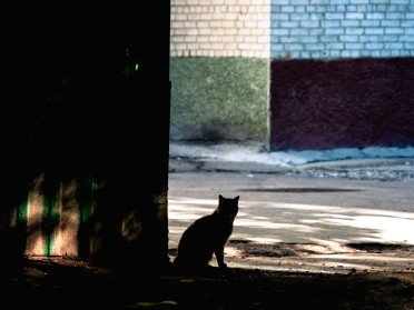 силует кота