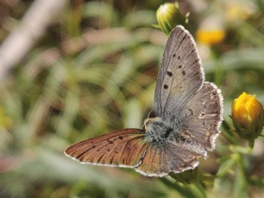 Коричневий метелик