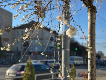 квіти сакури в осінньому місті