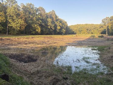 ставок облілілий дерева небо