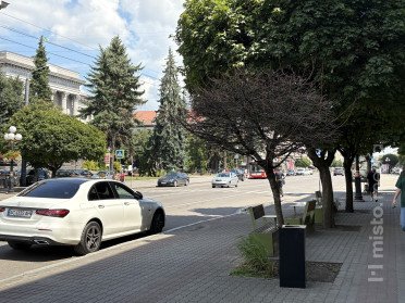 Клени в центрі міста.
