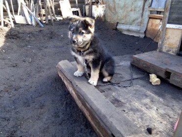 Сабаченя на ланцюгу