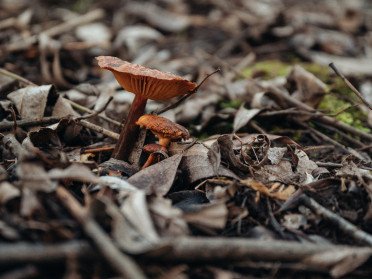 гриби в лісі