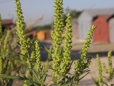 рослина бур'ян амброзія