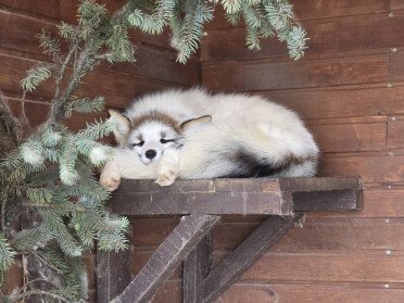 лисиця у зоопарку