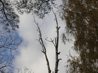 дерева