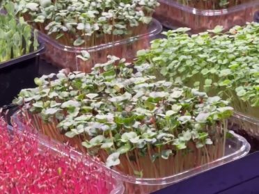 мікрозелень.