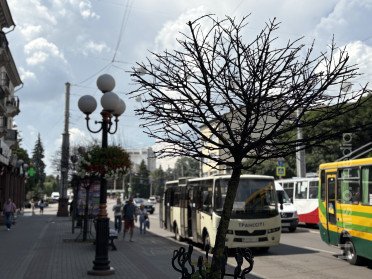 Клени в центрі міста.