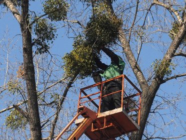 омела дерева паразит