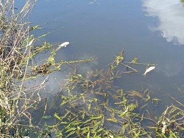 мертва риба у річці