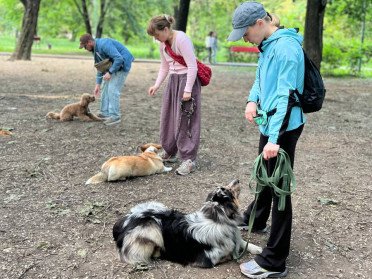 собаки дресирування люди