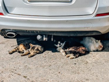 коти спять