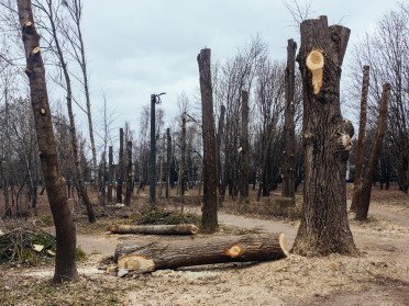 Тополі дерева обрізка видалення дерев