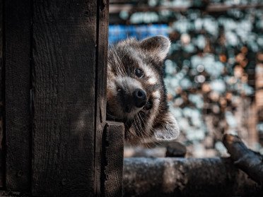 У луцькому зоопарку оселилася єнотиха Еля