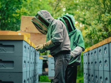 Кочові вулики у лісі Полісся.