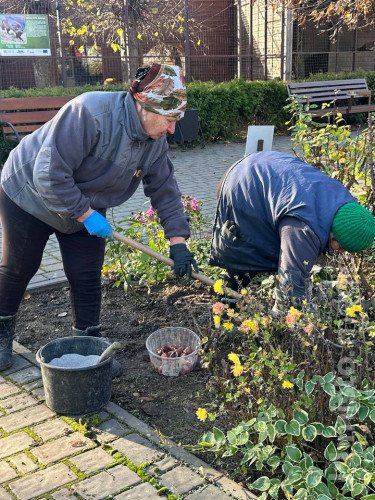 тюльпани зоопарк