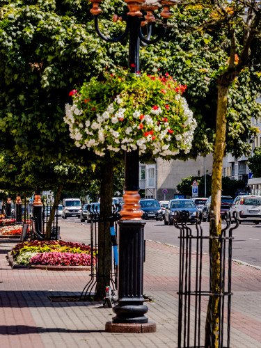 вулиця дерева перехожі