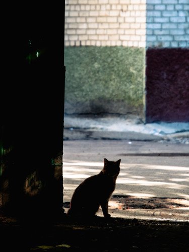 силует кота
